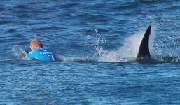 VIDEO: VĐV lướt ván bất ngờ bị cá mập tấn công khi đang thi đấu