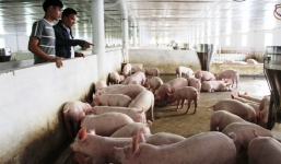 Nuôi lợn thu tiền tỉ, xây nhà tậu xe, giới văn phòng “lác mắt”