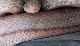 Video: Phát hiện rắn dài 1,2 mét cuộn tròn trong đồng hồ điện