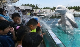 Cá voi ngẫu hứng trồi lên phun nước trêu trẻ em