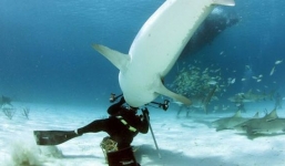 Những VĐV từng đối mặt với 'tử thần' cá mập