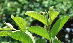 Tác dụng chữa bệnh bất ngờ từ lá ổi