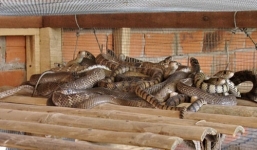 Kiếm tiền từ nghề đùa với tử thần