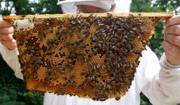 Nông dân 9x thu hơn trăm triệu từ nuôi ong, thu gom phế thải