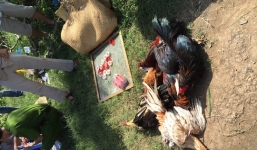 Cảnh sát nổ súng phá trường gà lớn ở miền Tây, bắt gọn 59 đối tượng