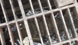 Video: Phát hiện thằn lằn khổng lồ dưới cống nước ở Bangkok