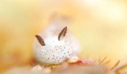 Loài sên biển kỳ lạ giống như thỏ, gây sốt ở Nhật