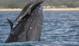 Cảnh cá voi nô đùa với cá heo hiếm thấy