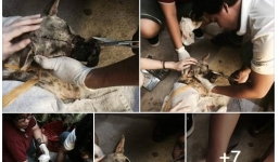 Dân mạng xúc động vì chú chó bị hoại tử Bến Tre được cứu chữa kịp thời