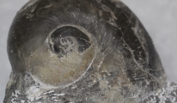 Phát hiện hóa thạch ốc biển hơn 240 triệu năm lớn nhất Việt Nam