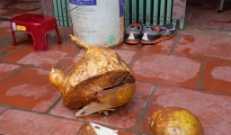 Nông dân đào được củ đậu 'lạ'