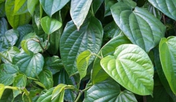 Công dụng tuyệt vời của lá trầu không