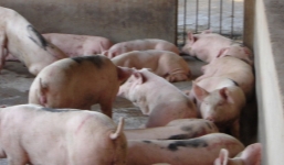 Phát hiện 4 trại heo sử dụng chất tạo nạc