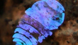 Sinh vật 'lạ' có khả năng tàng hình kỳ diệu