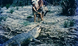 Thợ săn U60 hạ gục 'sát thủ đầm lầy' dài 4,9m