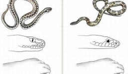 Thú vị với những kĩ năng sống cơ bản giúp thoát khỏi tình thế nguy cấp