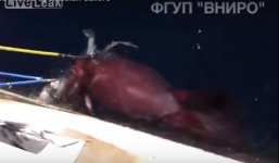 Video: Mực khổng lồ tranh giành cá với các thủy thủ Nga