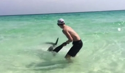 Video: Nam thanh niên Mỹ tay không kéo cá mập lên bờ