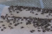 Video: Hàng nghìn con ruồi bu kín đồ đạc ở Bình Phước