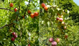 Video: Cận cảnh loài cây cho 40 loại quả khác nhau