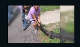 Video: Người phụ nữ tay không đánh cá sấu để cứu chó cưng