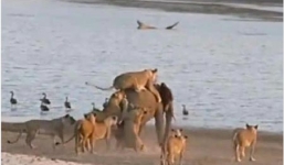 Video: Voi con một mình chống trả 14 con sư tử