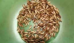 Thương lái lạ 'lùng' mua 160 nghìn /kg hạt bàng khô