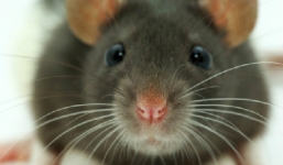 Video: Cận cảnh chú chuột Charlie lái xe tải 15 tấn trên đoạn đường hẹp