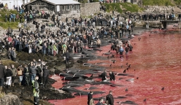 250 con cá voi bị chém chết, máu nhuộm đỏ một vùng biển