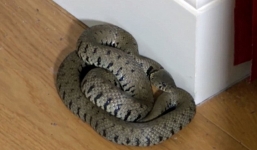 Video: Kinh hãi phát hiện rắn khủng cuộn tròn ngủ sau rèm cửa