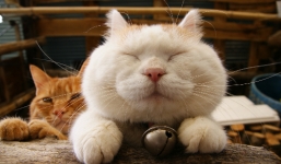 Xem video về mèo giúp giảm stress