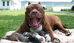 Đàn chó Pitpull có giá 10 tỉ đồng