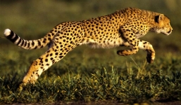 Video: Pha săn mồi 'thần tốc' của báo Cheetah 