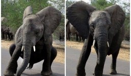 Chú voi nhảy Break Dance hài hước gây sốt