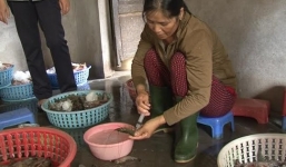 Bơm chất lạ vào tôm sú trước khi bán cho trung tâm tiệc cưới