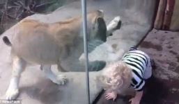Video: Cậu bé thích thú chơi đùa với sư tử