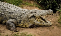 Cận cảnh quá trình 'sát thủ đầm lầy' sinh và chăm sóc con 