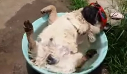 Video: Cận cảnh chú chó Pug ngủ ngáy và tắm nắng vui nhộn