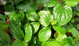 Công dụng chữa bệnh tuyệt vời từ lá lốt