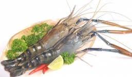 Cách nhận biết tôm bị bơm tạp chất