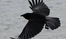 Quạ khổng lồ 'tấn công' khách mời trên sóng truyền hình trực tiếp