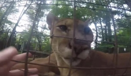 Nín thở theo dõi người đàn ông nhảy vào chuồng giỡn mặt cọp dữ