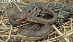 Video: Cuộc chạm trán đầy kịch tích của rắn hổ mang và thằn lằn monitor