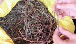 Những loại thảo dược đắt như vàng đại gia săn lùng