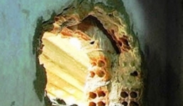 Ba tù nhân máu lạnh dùng dây thép đục tường trốn chạy lúc nửa đêm