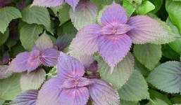 Công dụng chữa bệnh tuyệt vời từ lá tía tô