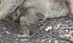 Đau lòng cảnh chuột túi con rúc tìm vú chuột mẹ đã chết