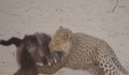 Video: Lạc vào lãnh địa khỉ đầu chó, báo Cheetah suýt chết 