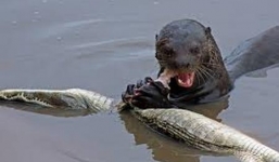 Video: 'Sát thủ đầm lầy' chết thảm dưới sự tấn công điên cuồng của rái cá