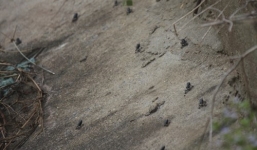 Bác tin đồn ễnh ương nhiều bất thường vì... sắp động đất